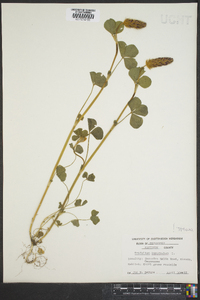 Trifolium incarnatum image