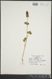 Trifolium incarnatum image