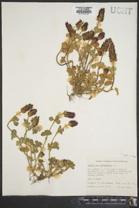 Trifolium incarnatum image