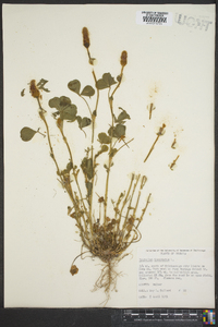 Trifolium incarnatum image