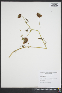 Trifolium reflexum image