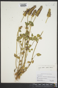 Trifolium incarnatum image