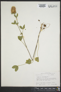 Trifolium vesiculosum image