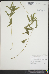 Orbexilum pedunculatum image