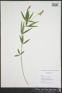 Orbexilum pedunculatum image