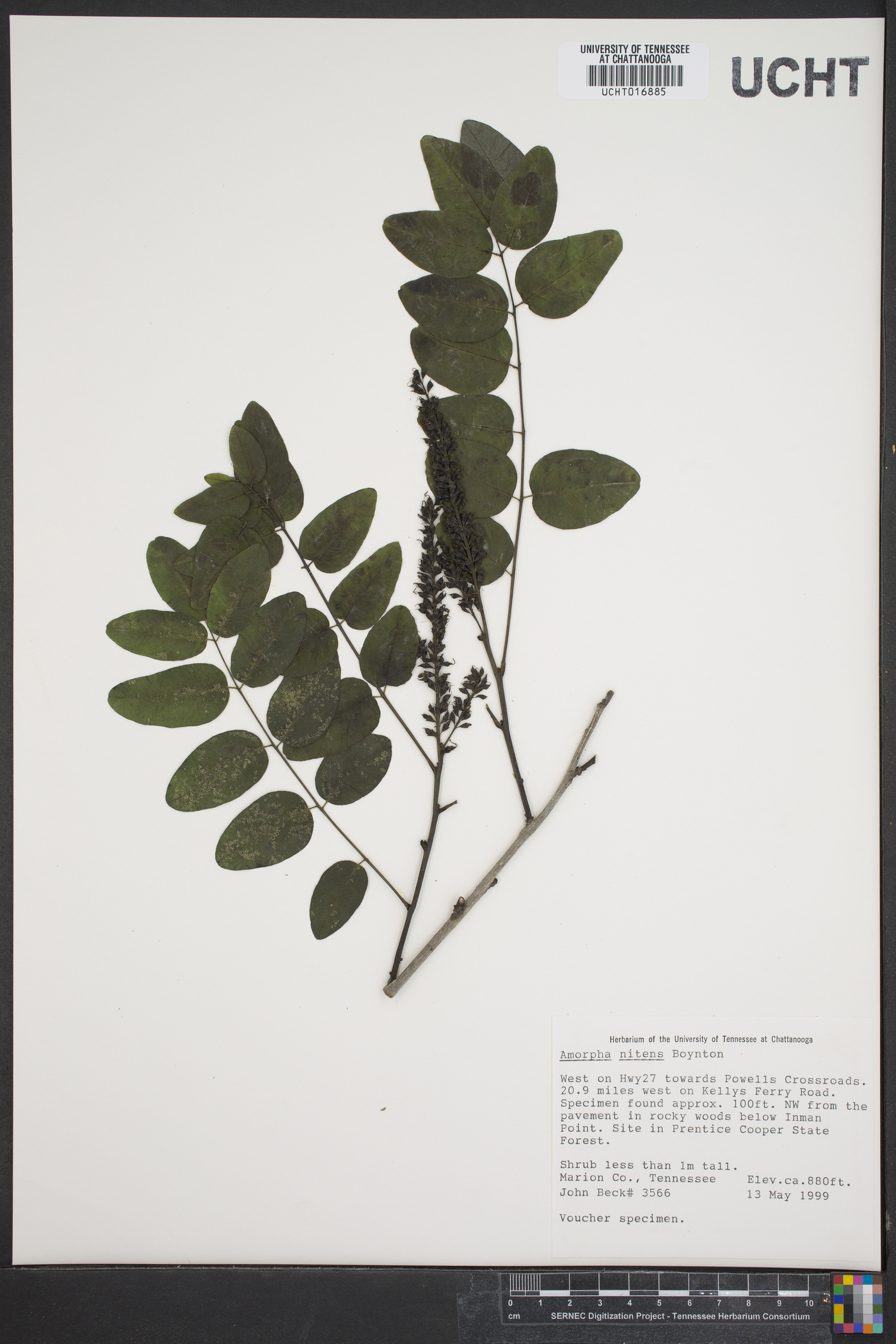 Amorpha nitens image