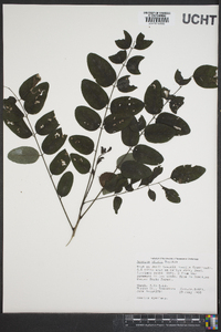 Amorpha nitens image