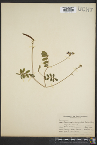 Tephrosia spicata image