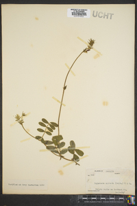 Tephrosia spicata image