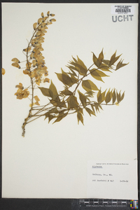 Kraunhia chinensis image