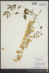 Wisteria frutescens image