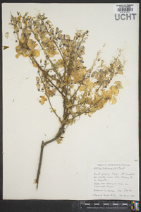 Wisteria frutescens image