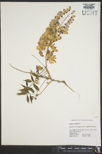 Wisteria sinensis image