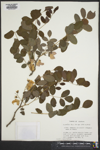 Robinia elliottii image