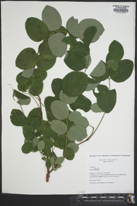 Robinia hispida image