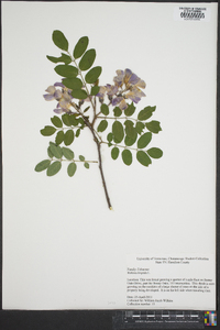 Robinia hispida image