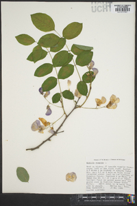 Robinia hispida image