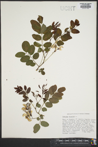 Robinia hispida image