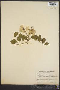 Robinia hispida image