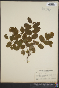 Robinia hispida image