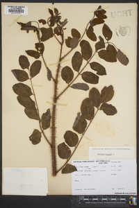 Robinia hispida image