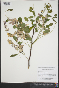 Robinia hispida var. rosea image