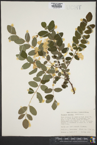 Robinia kelseyi image