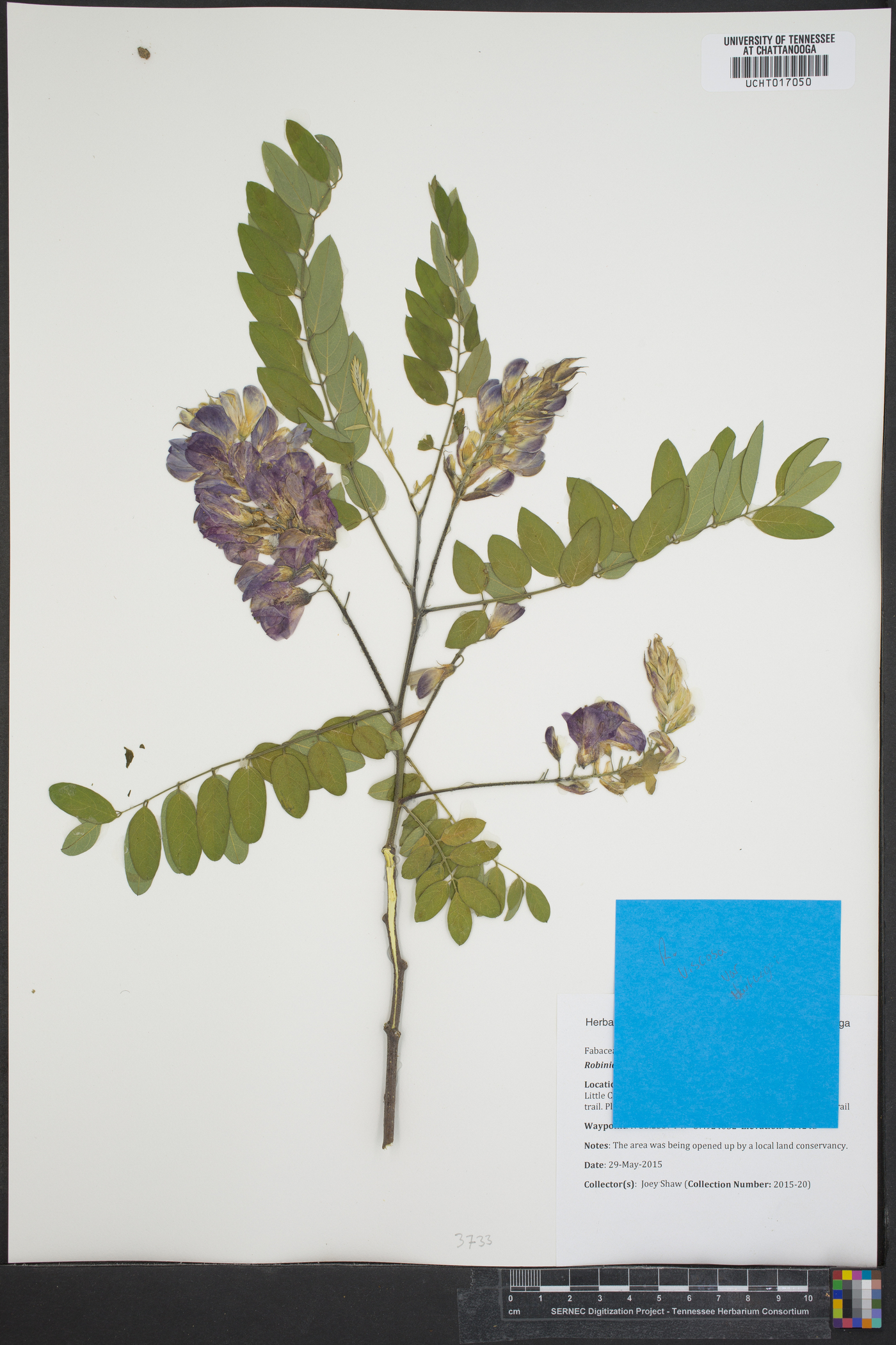 Robinia viscosa var. hartwegii image