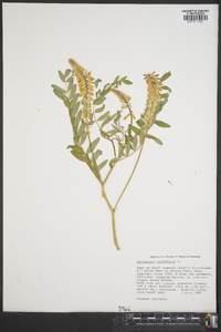 Astragalus canadensis image