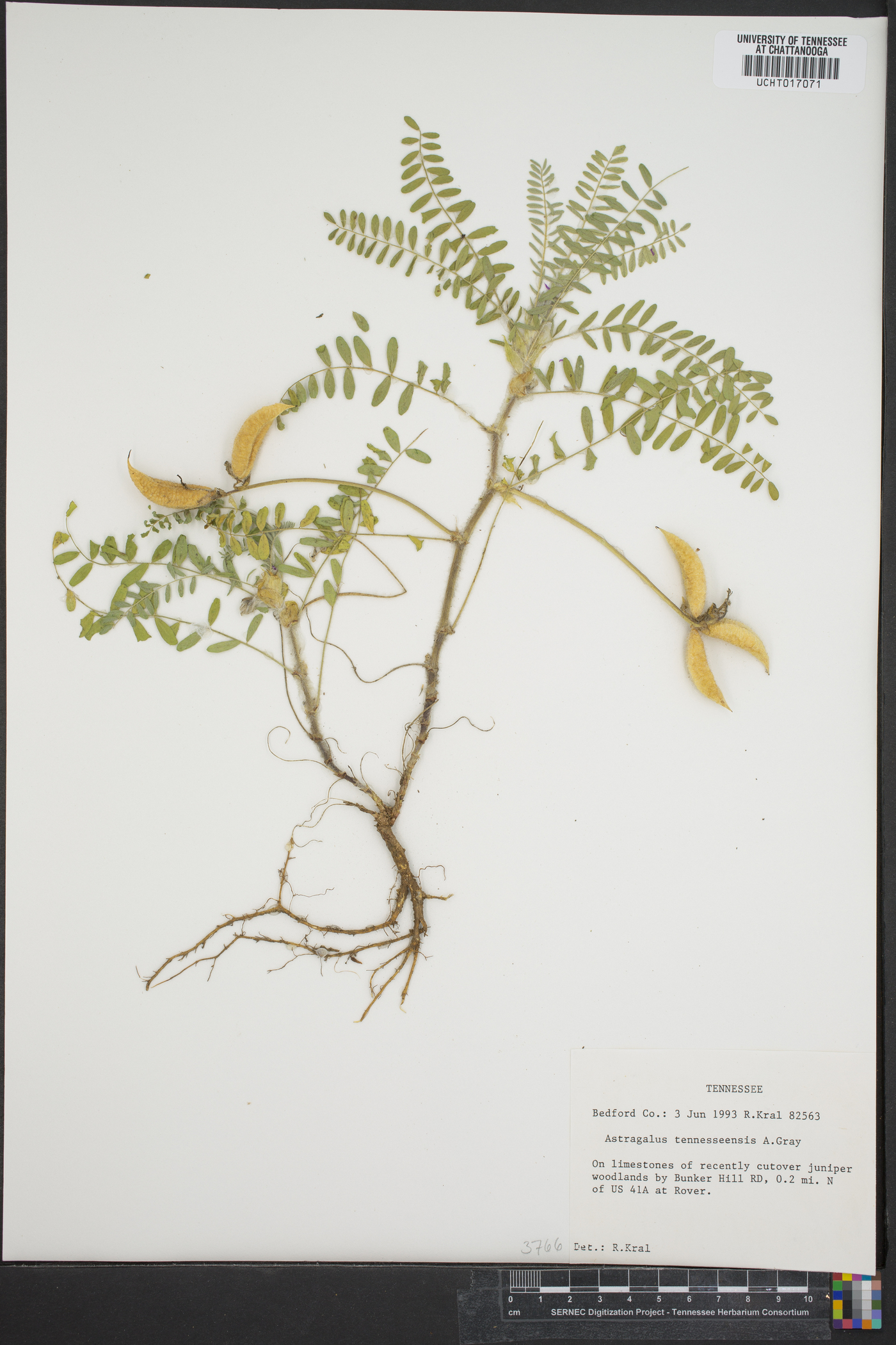 Astragalus tennesseensis image