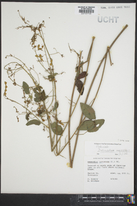 Desmodium canescens image