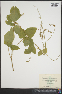 Desmodium canescens image