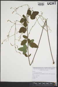 Desmodium canescens image