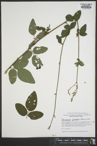 Desmodium glabellum image