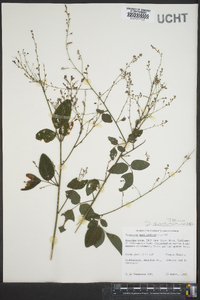 Desmodium glabellum image