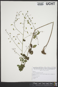 Desmodium marilandicum image