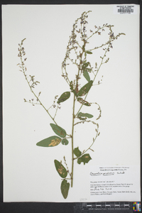 Desmodium perplexum image