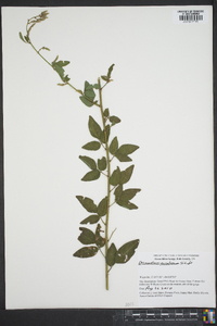 Desmodium perplexum image