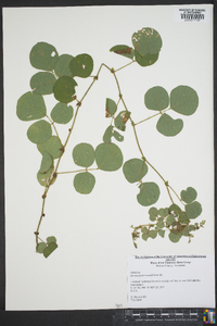 Desmodium rotundifolium image