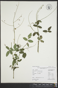 Desmodium rotundifolium image