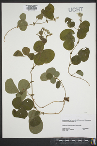 Desmodium rotundifolium image