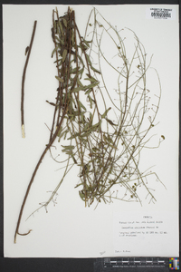 Desmodium strictum image