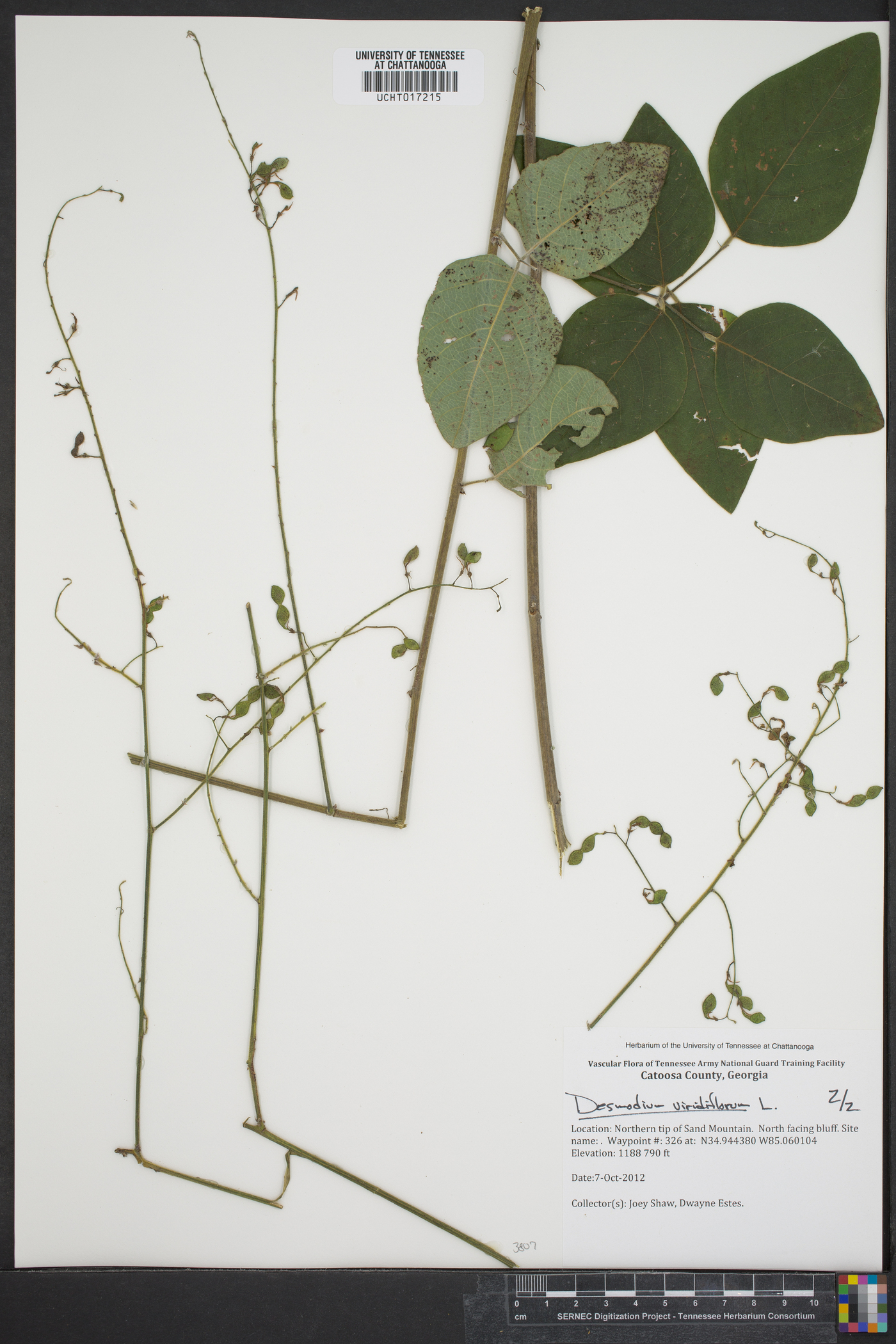 Desmodium viridiflorum image