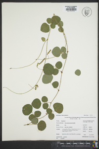 Desmodium rotundifolium image