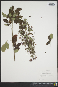 Lespedeza bicolor image