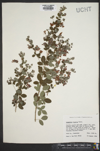 Lespedeza bicolor image