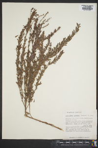 Lespedeza cuneata image