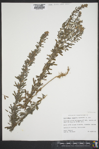 Lespedeza cuneata image