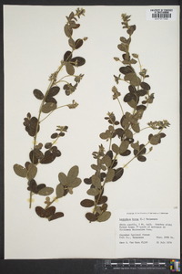 Lespedeza hirta image