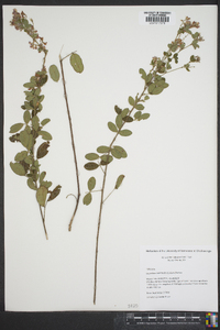 Lespedeza intermedia image